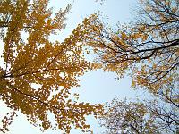 10596 Tree with yellow leaves